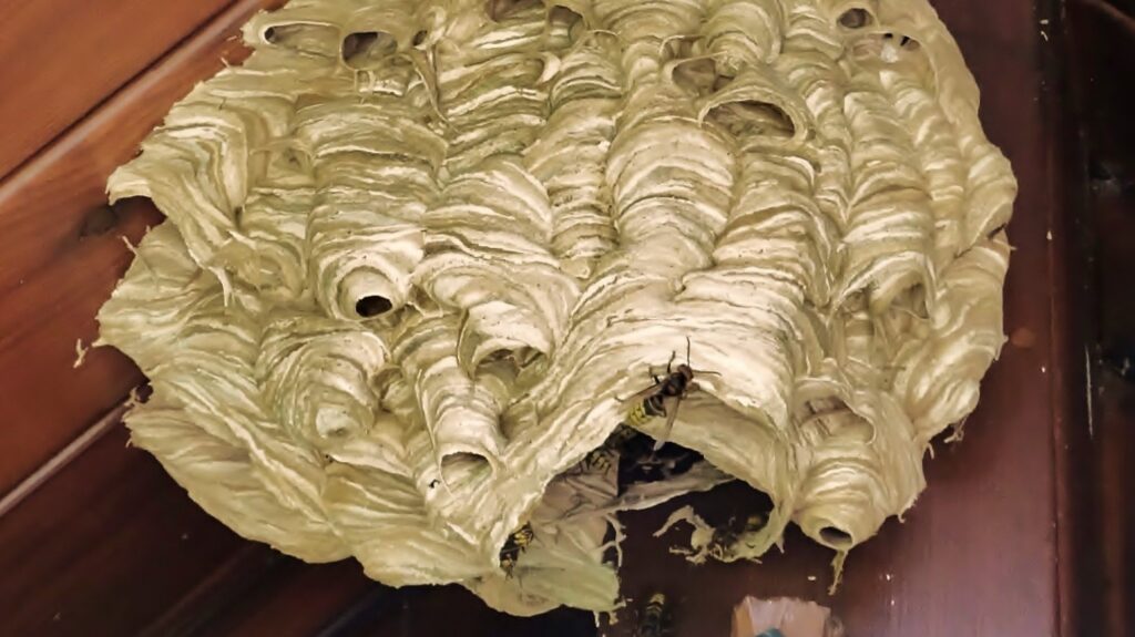 Nest der Europäischen Hornisse