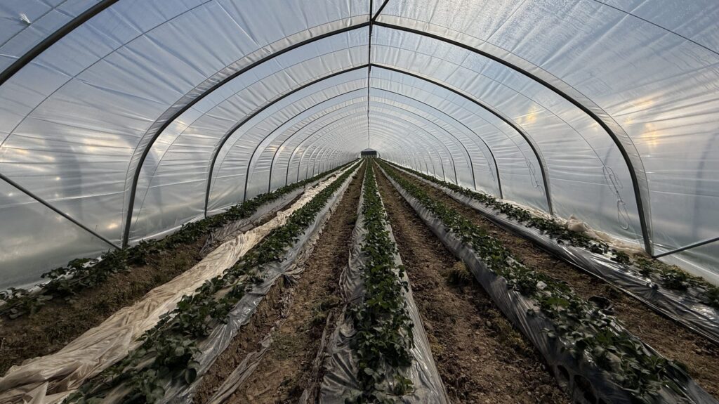 Erdbeeren im Wandertunnel
