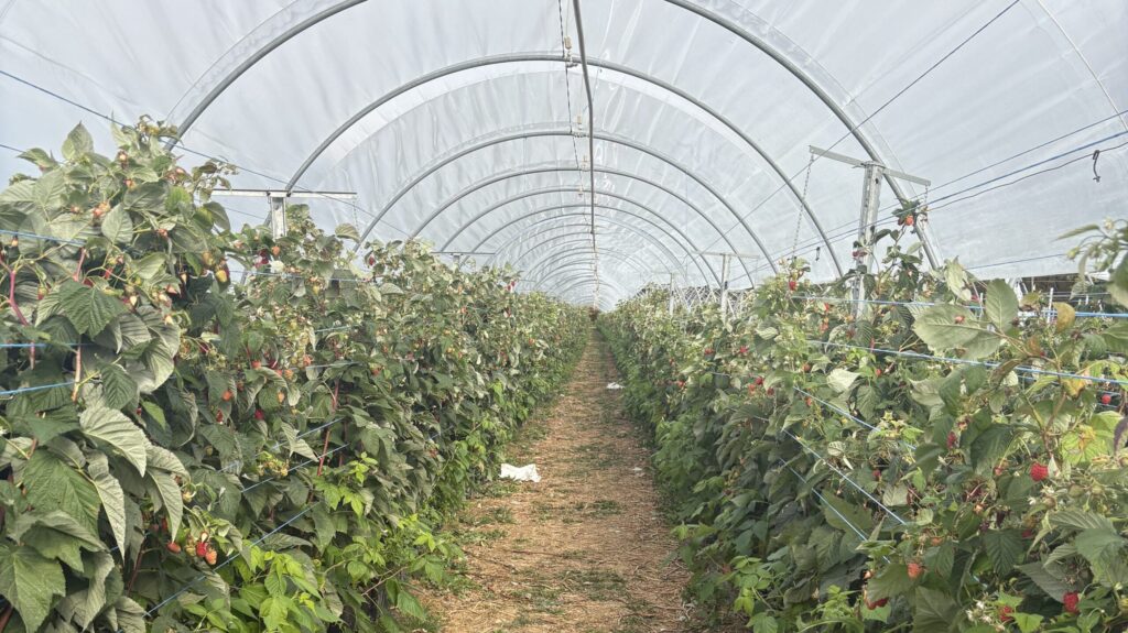 Himbeeren angebaut im Tunnel