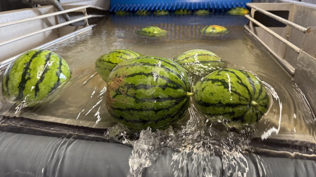Wassermelonen in Kürbis Waschanalge