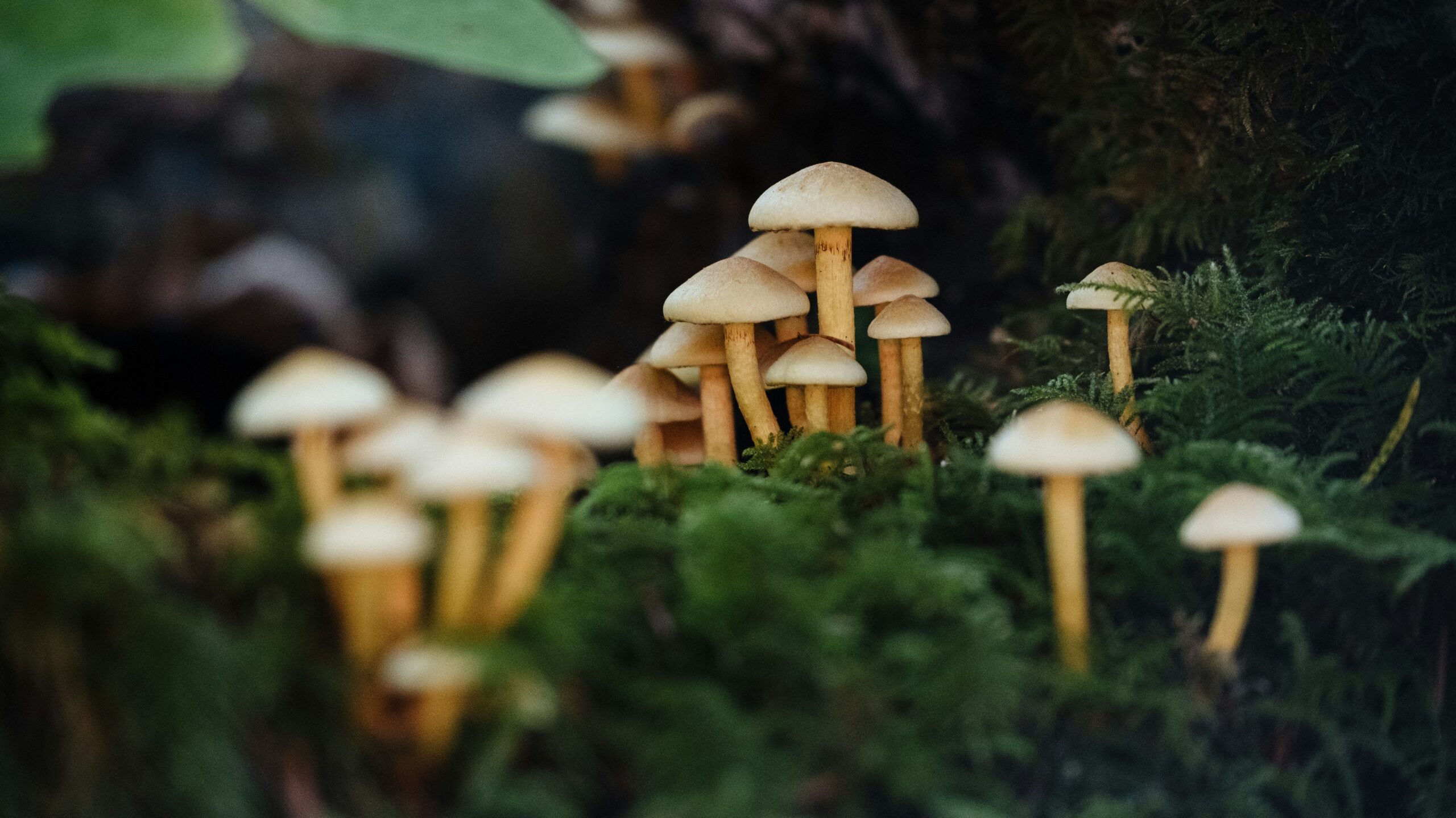 Pilze auf dem Waldboden