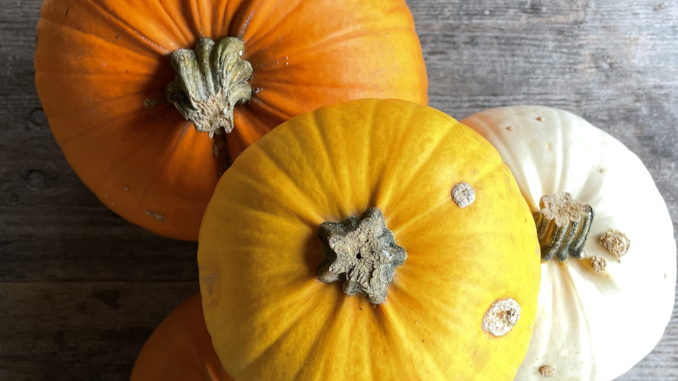 Jucker Farm Halloweenkürbis Farbig 16 9 Halloween Kürbisse farbig