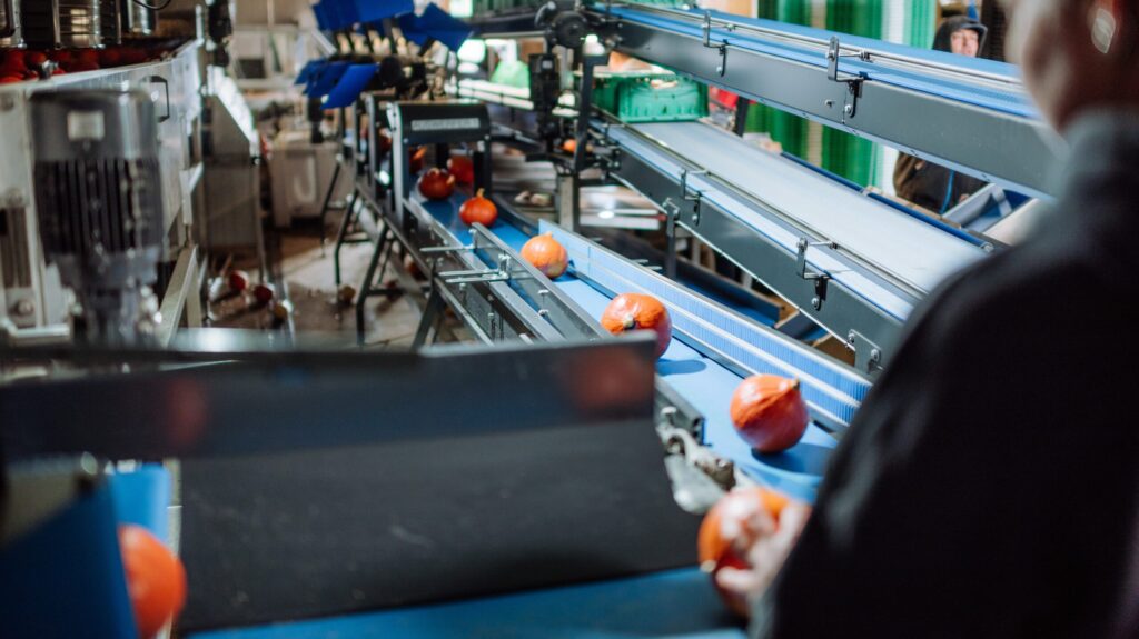 Kürbis Wasch- und Sortieranlage