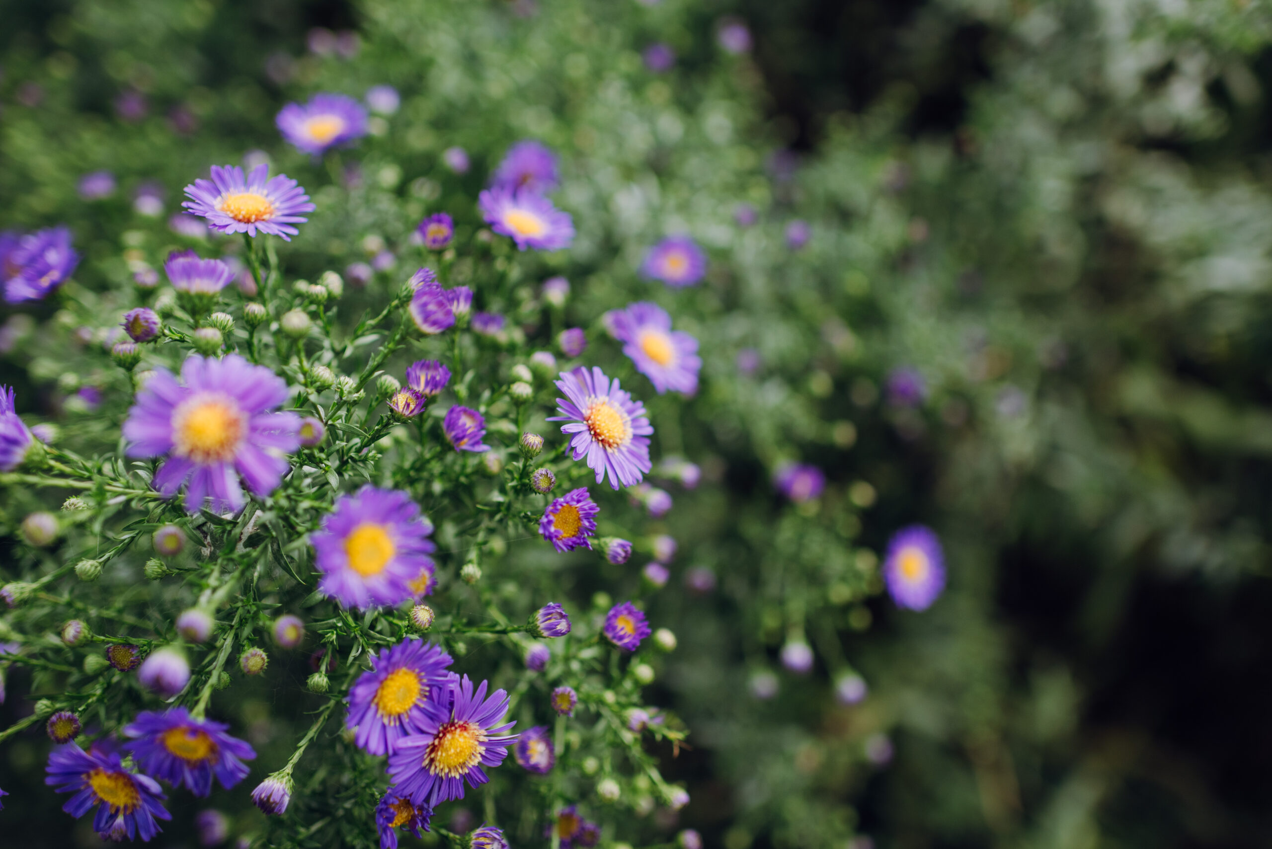 Jucker Farm Römerhof Blumenfeld 4