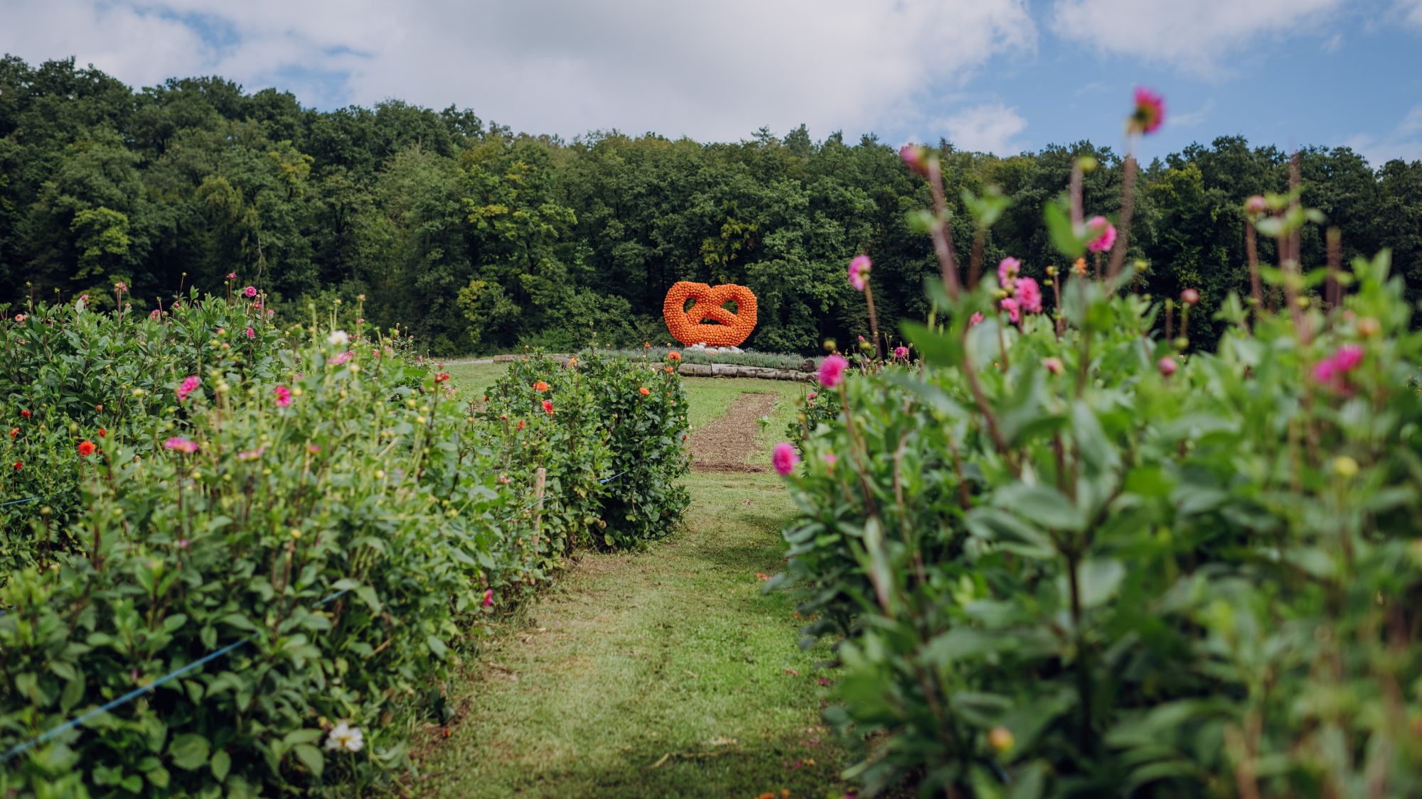 Jucker Farm Römerhof Kürbisfiguren 7 Blumenfeld Römerhof im Herbst