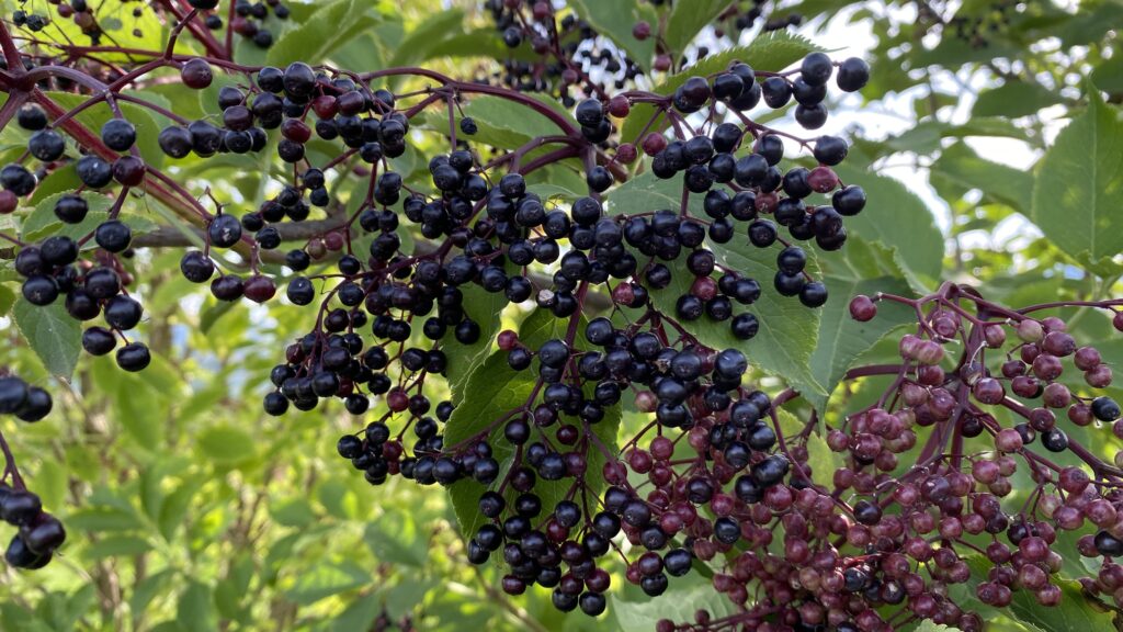 Holunderbeeren