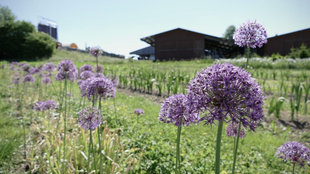 Die Blume mit dem Zwiebelgeruch: Allium
