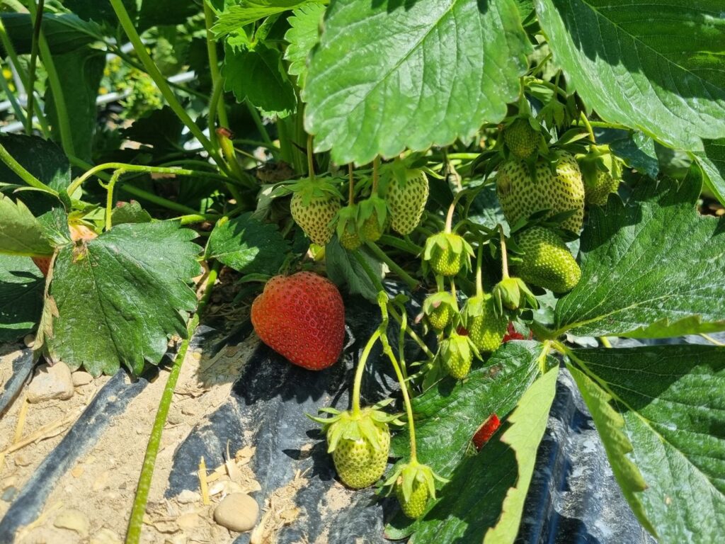 Die ersten reifen Erdbeeren auf dem Feld
