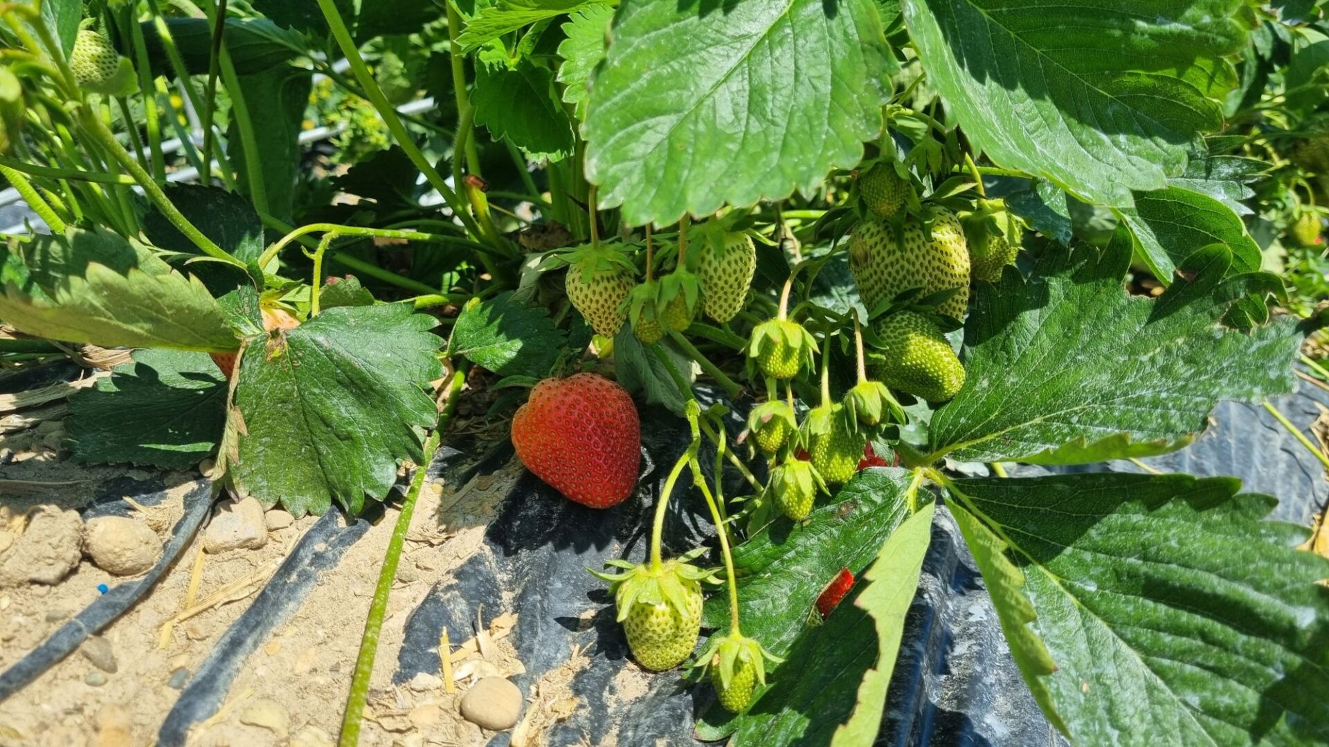 Die ersten reifen Erdbeeren auf dem Feld