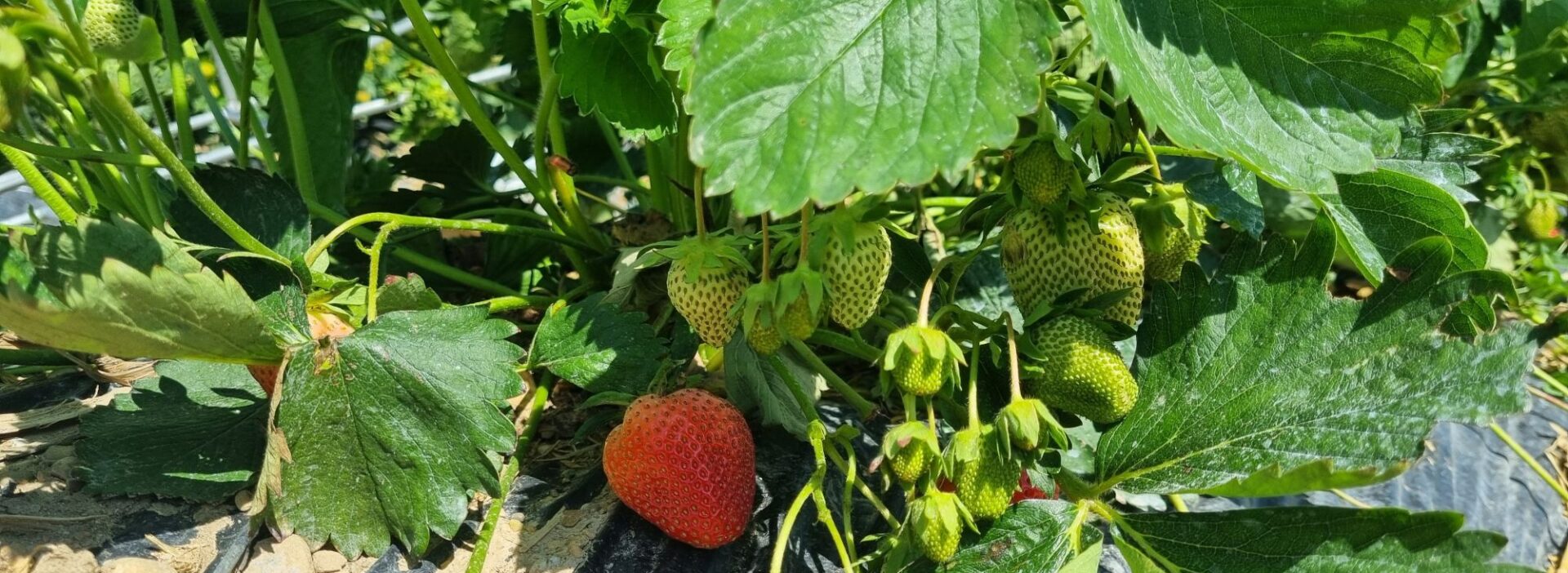 Die ersten reifen Erdbeeren auf dem Feld