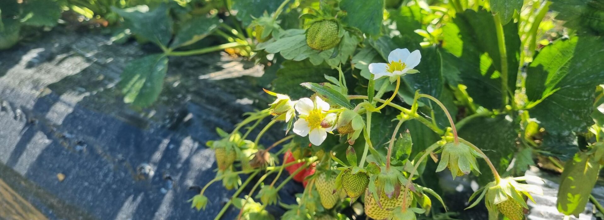 Freilanderdbeeren