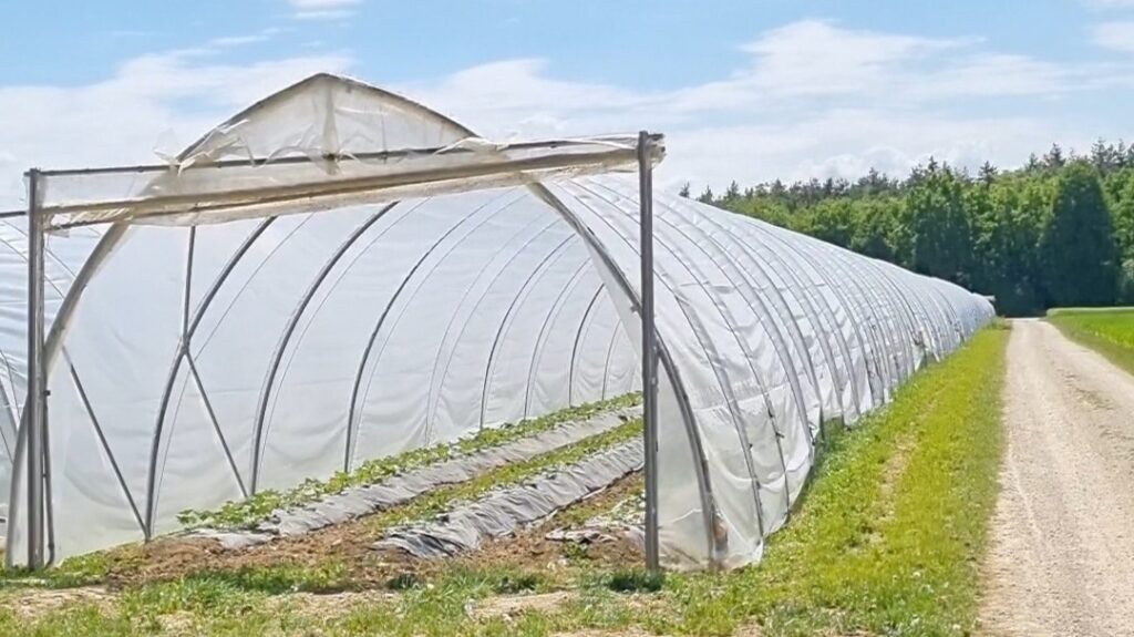 Erdbeeren in Tunnel