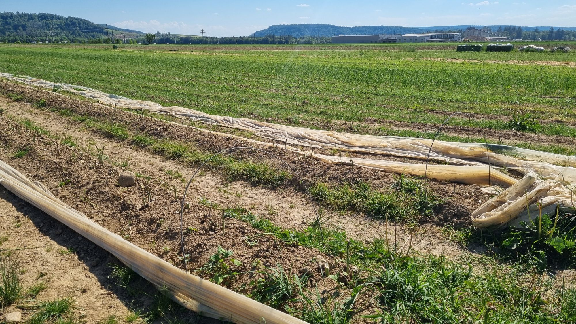 Jucker Farm Spargelhof Spargelexperimente 20225 13 Spargel-Versuchsflächen nahe dem Spargelhof in Rafz mit Hafer, Stroh, Folie und Co.