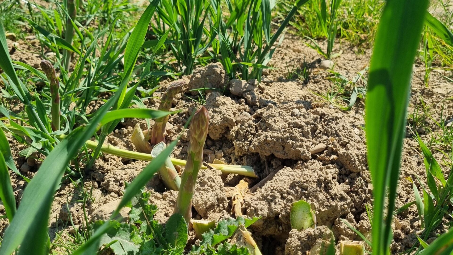 Hafer zwischen den grünen Spargeln