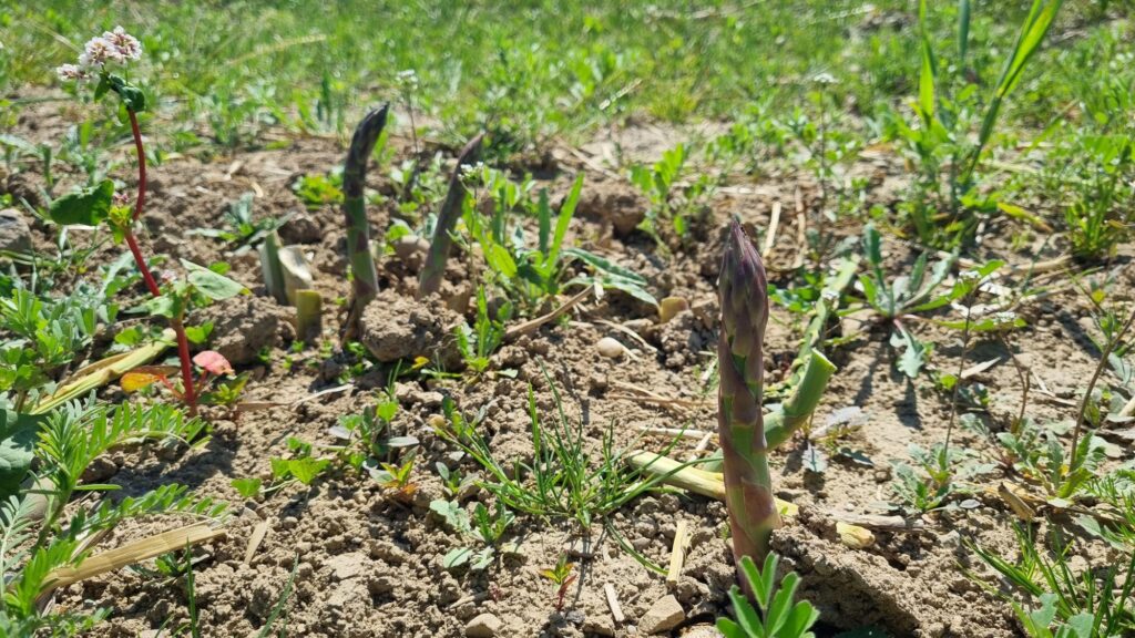 Nützlingsstreifen im Spargelfeld