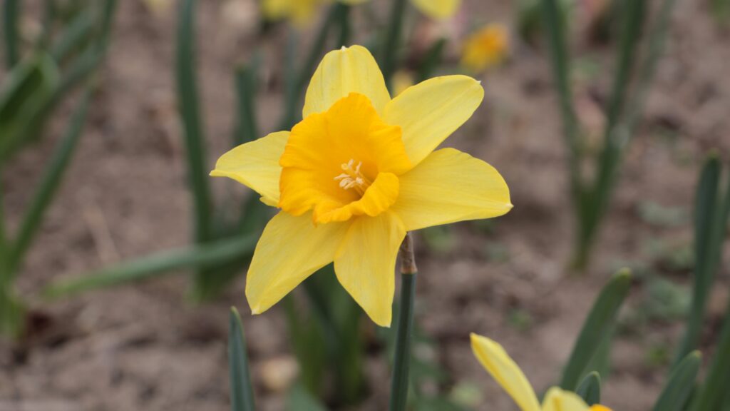 Osterglocke auf dem Blumenfeld