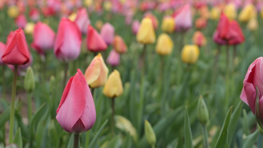 Frühlingsblumen: Tulpen auf dem Feld