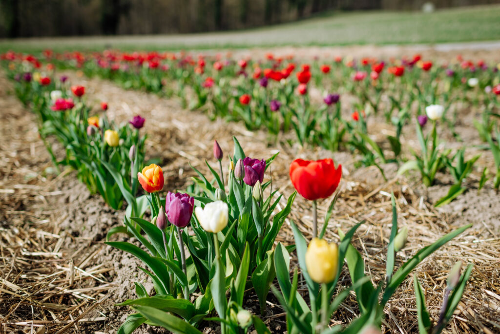 JuckerFarm Blumen Tulpen Römerhof 26
