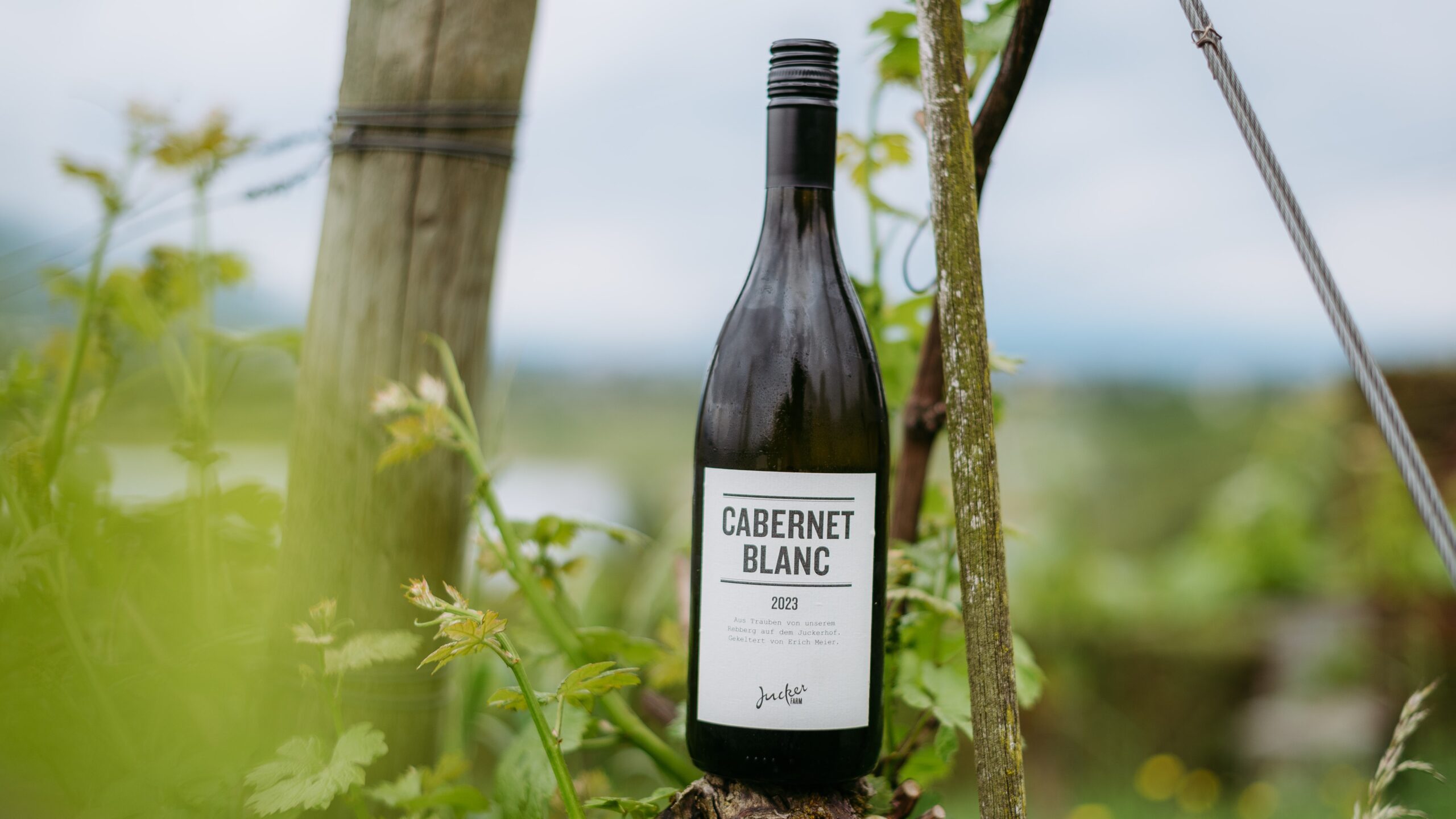 Cabernet Blanc