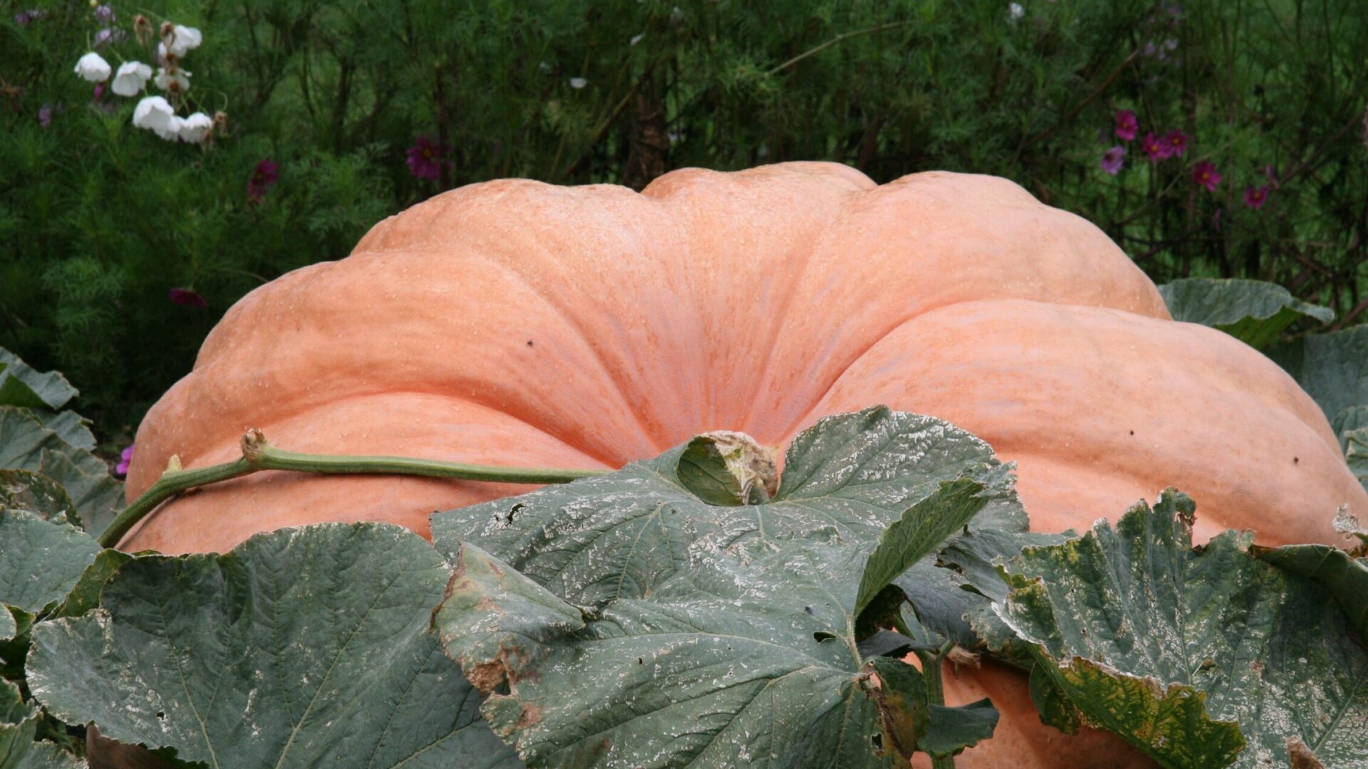 Riesenkürbis orange