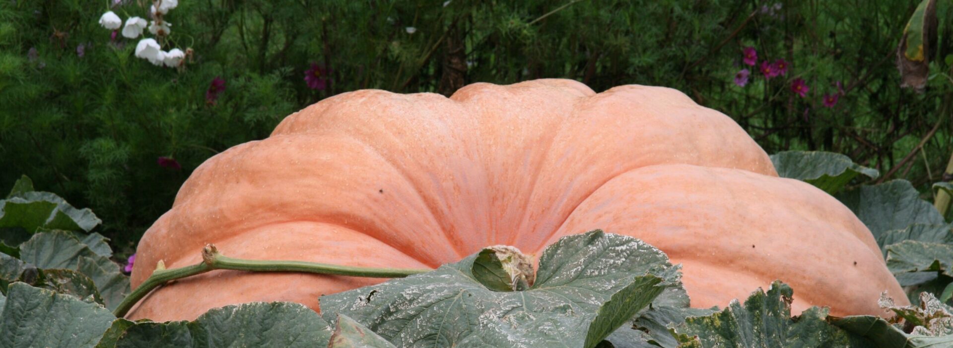 Riesenkürbis orange
