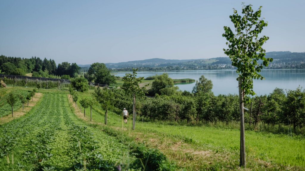 Agroforstbereich in der Wildkultur auf dem Juckerhof