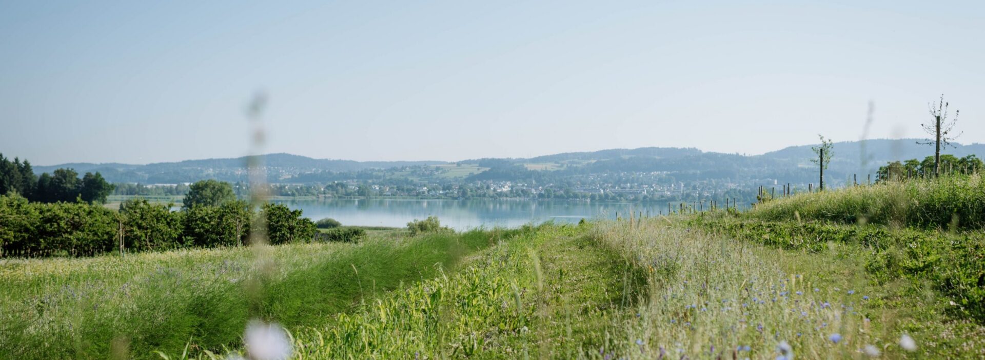 Wildkultur Juckerhof Seegräben