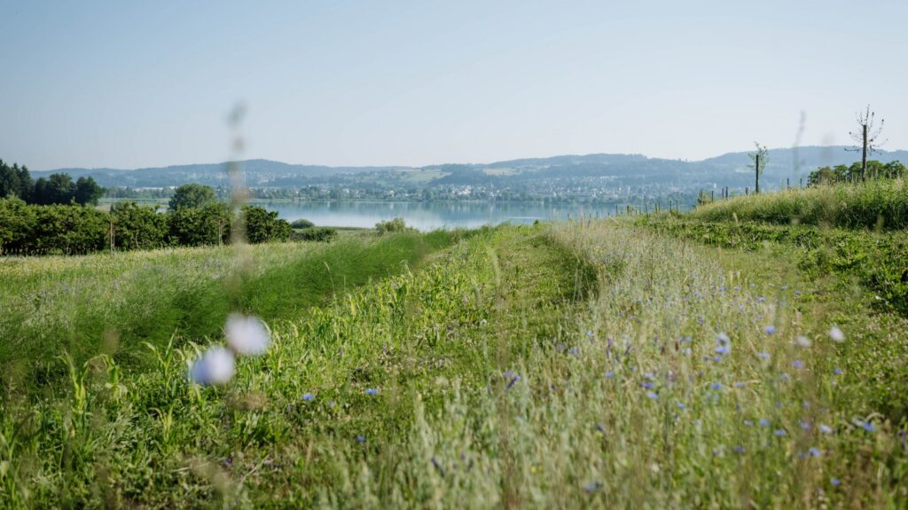 Permakultur in der Wildkultur auf dem Juckerhof