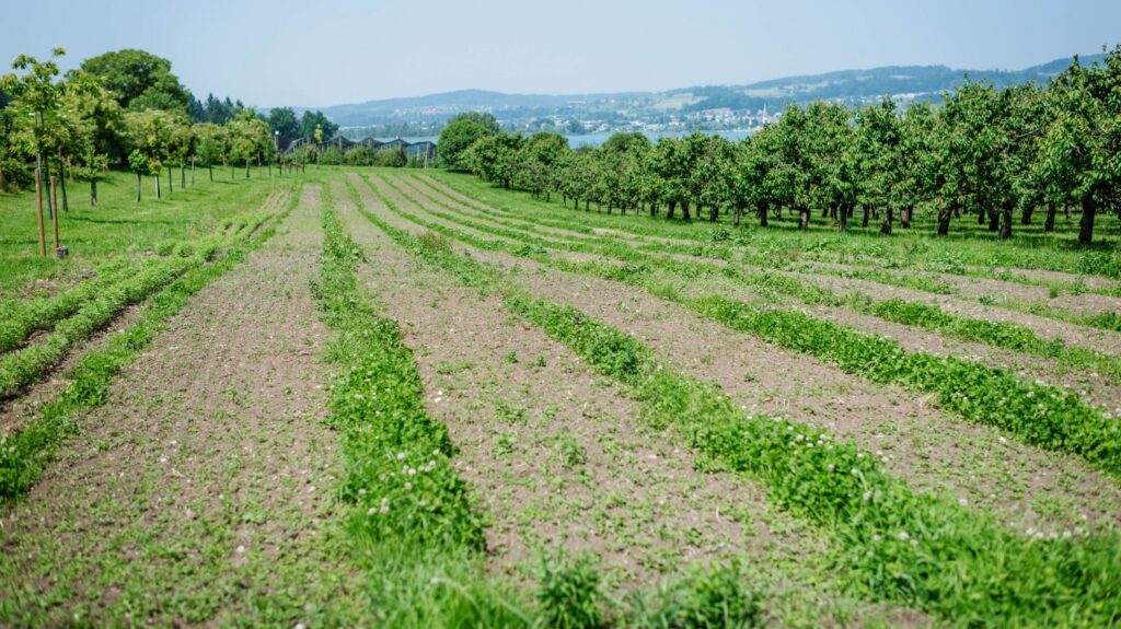 Mosaik-Landwirtschaft