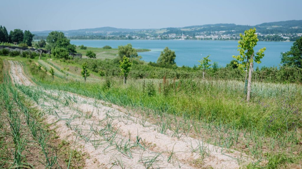 Wildkultur Juckerhof Seegräben