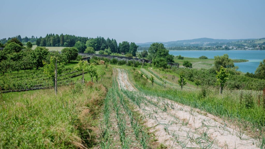 Forschungsfläche Wildkultur