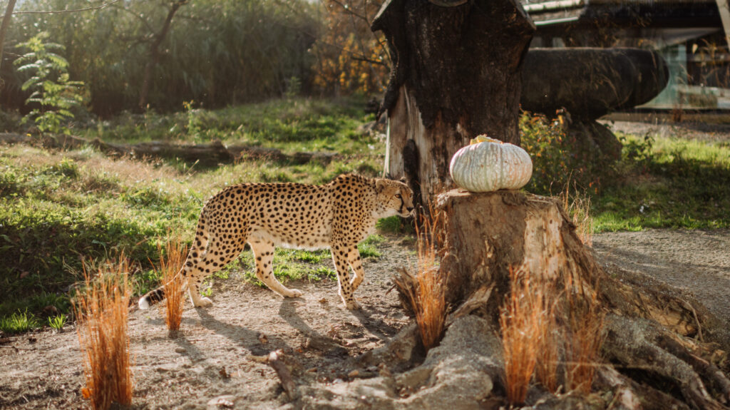 Kürbis im Gepardengehege