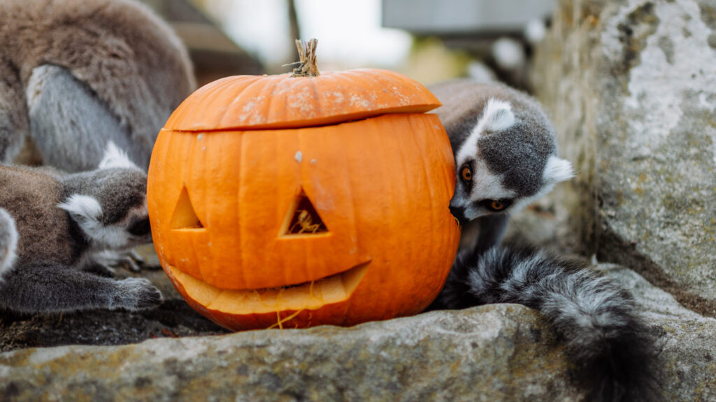 Lemuren mit Kürbis