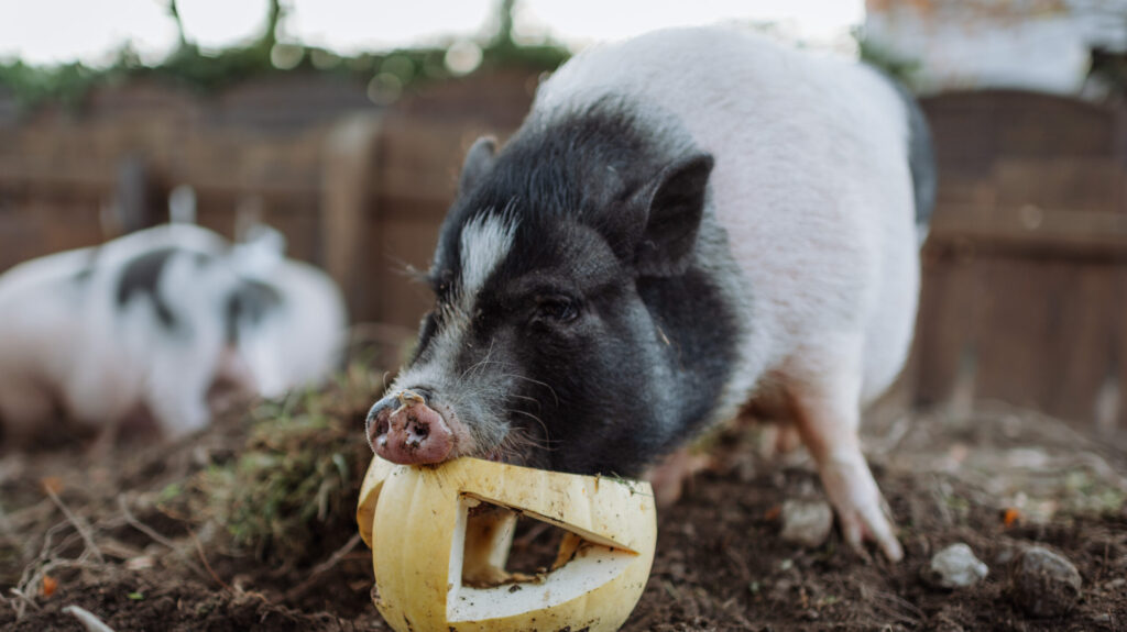 Mini Schwein mampft Kürbis