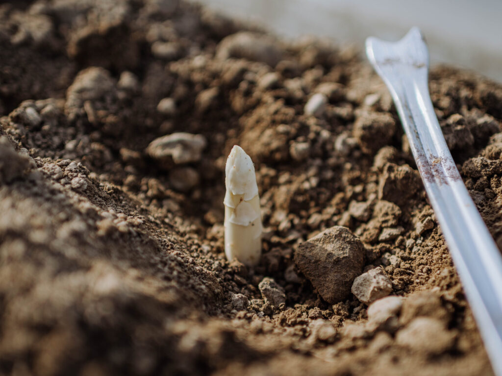 Bleichspargel im Spargeldamm