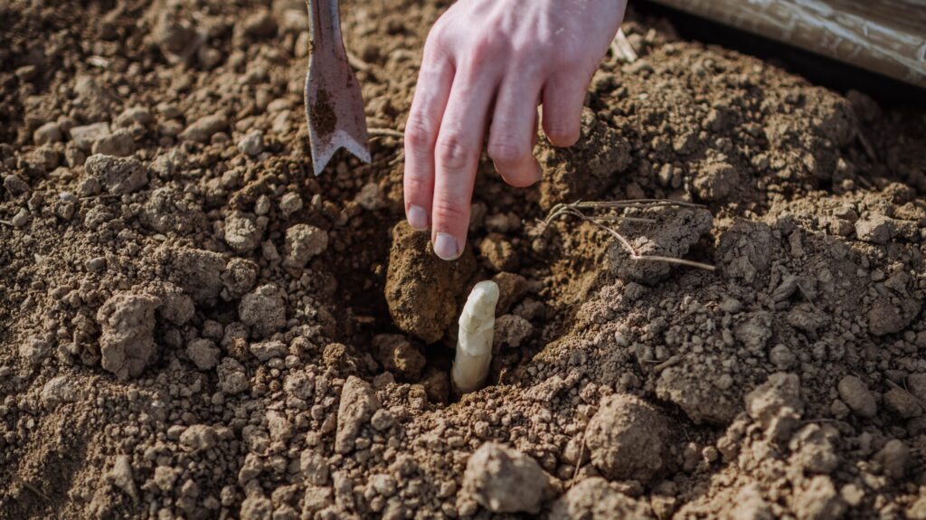 Wachstum Bleichspargel