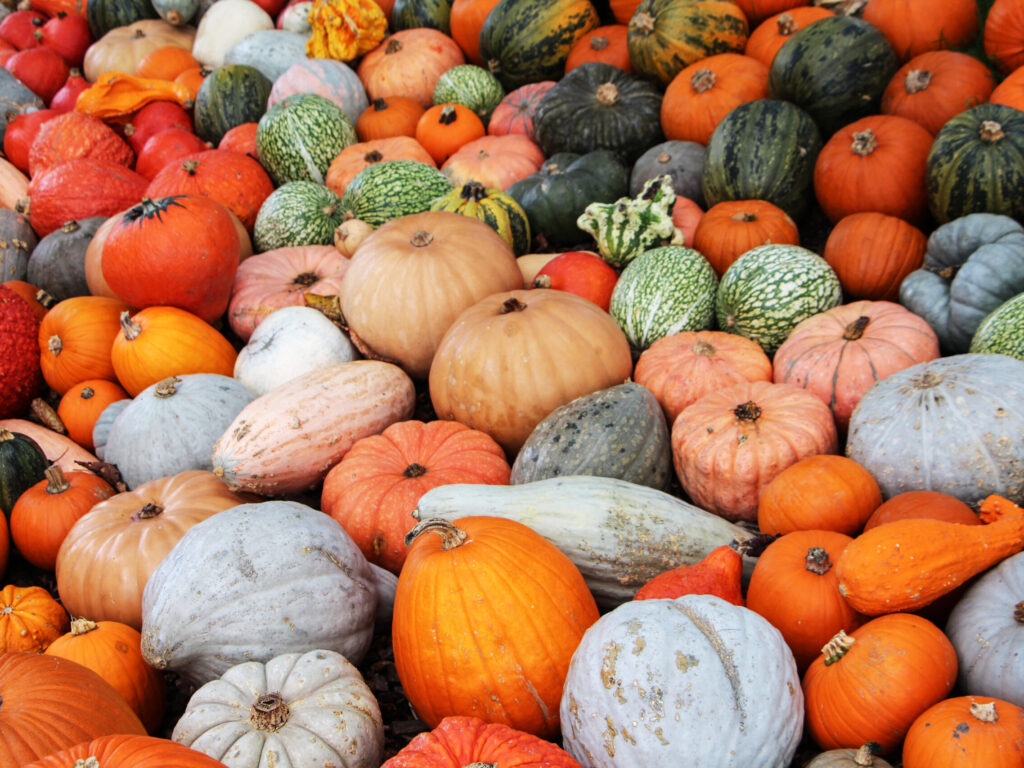 Kürbissorten gemischt