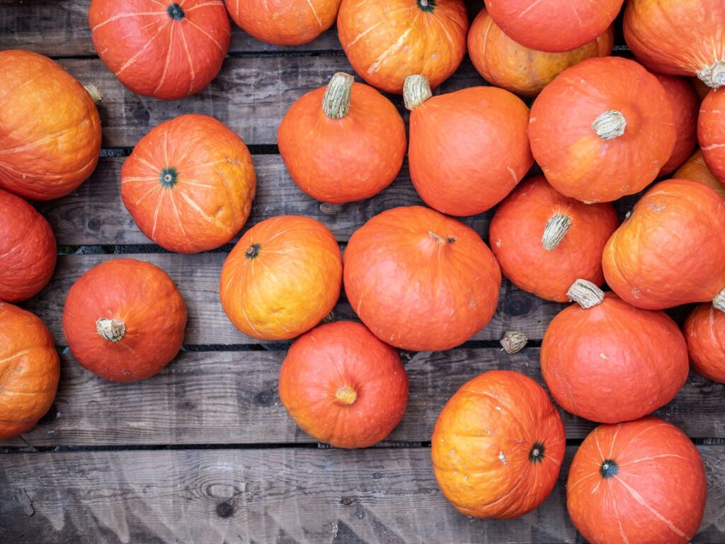 Kürbis Oranger Knirps