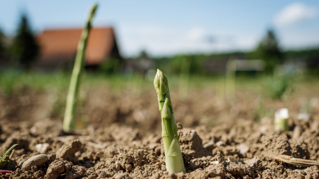 Grünspargel auf dem Feld