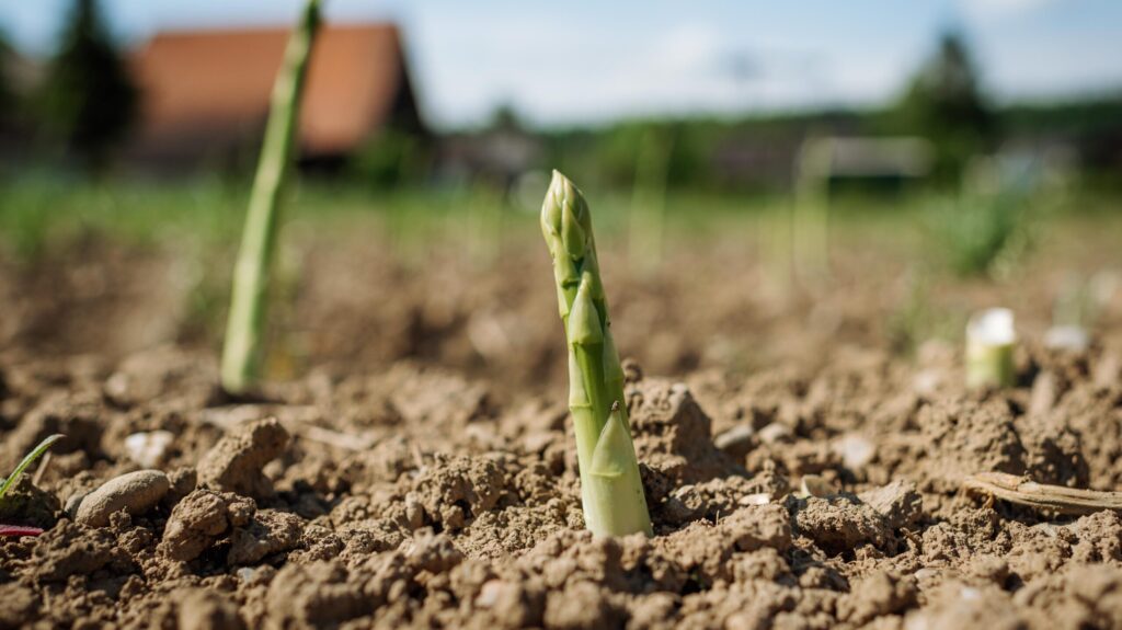 Wachstum Grünspargel
