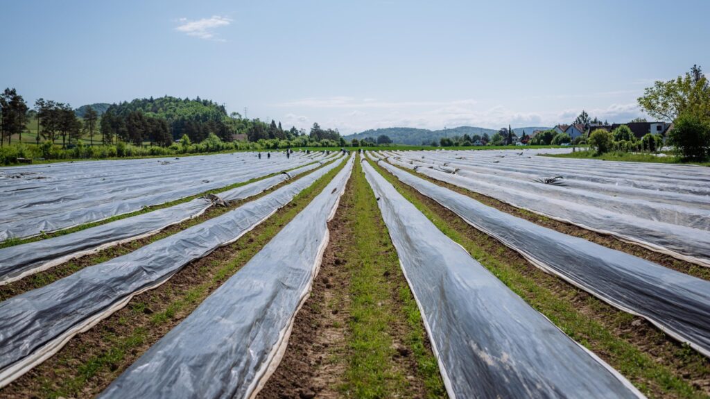 Spargelfeld mit schwarzer Folie