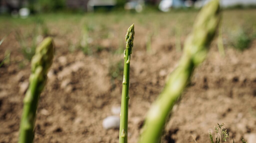 Grünspargel auf dem Feld