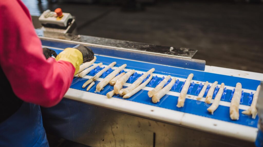 Spargel-Wasch- und Sortieranlage