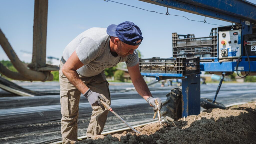 Bleichspargelernte mit Spargelspinne