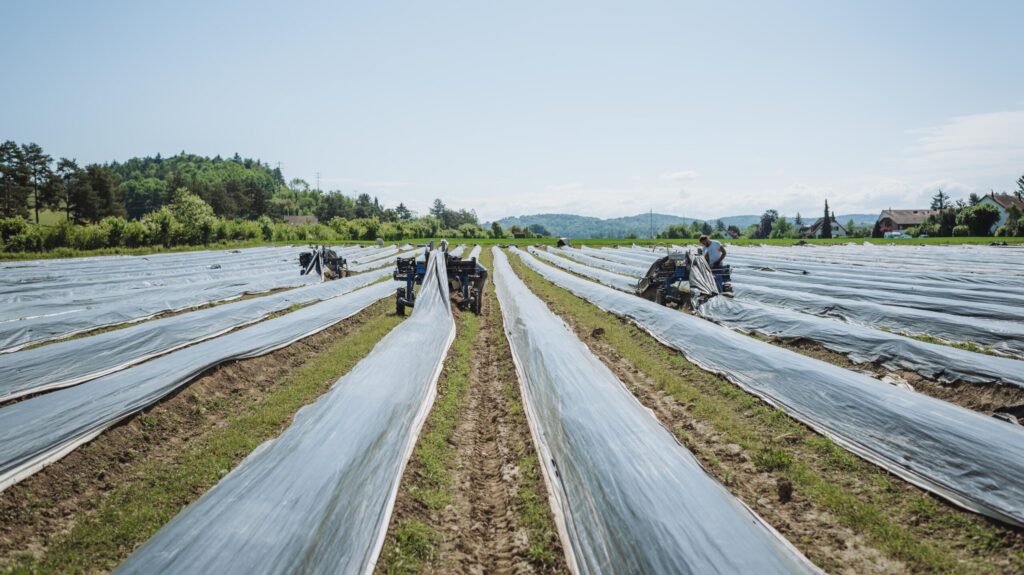 Hafer im Spargelfeld