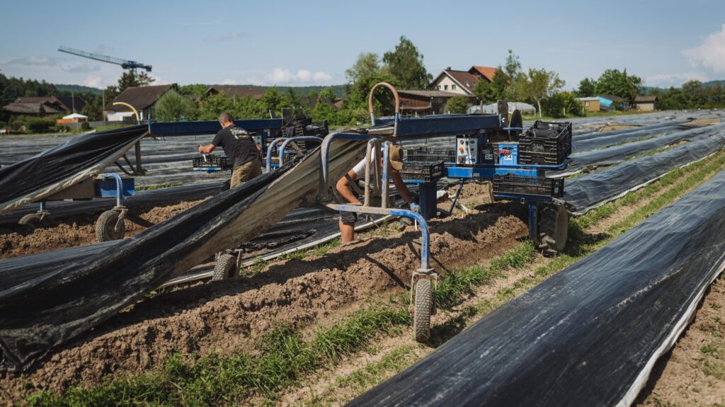 Folienführung Spargelspinne