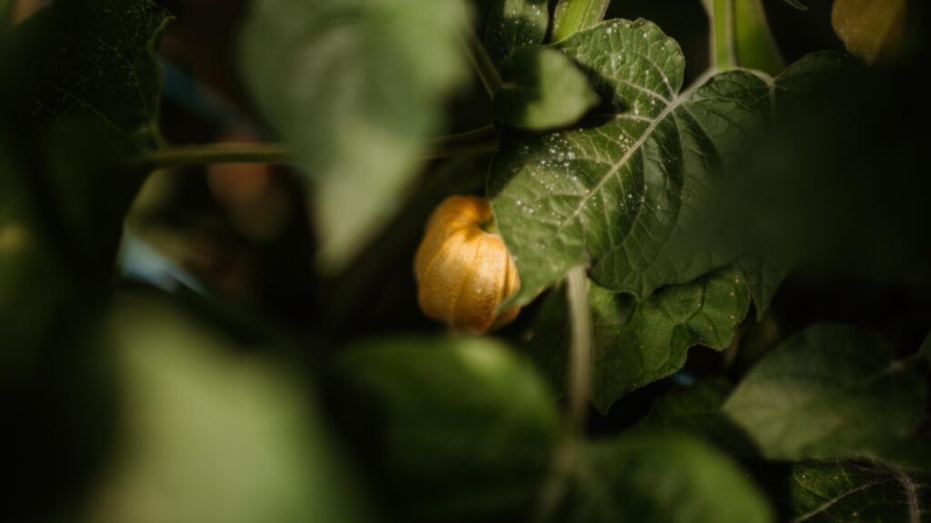 Reifes Physalis zwischen Blättern