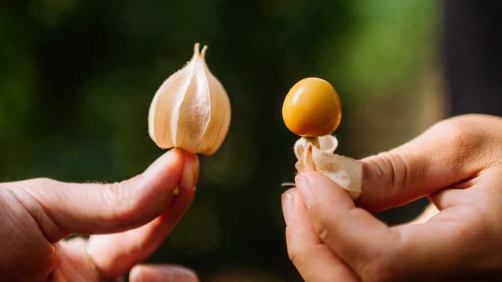 Physalis mit Lampion und nur die Beere