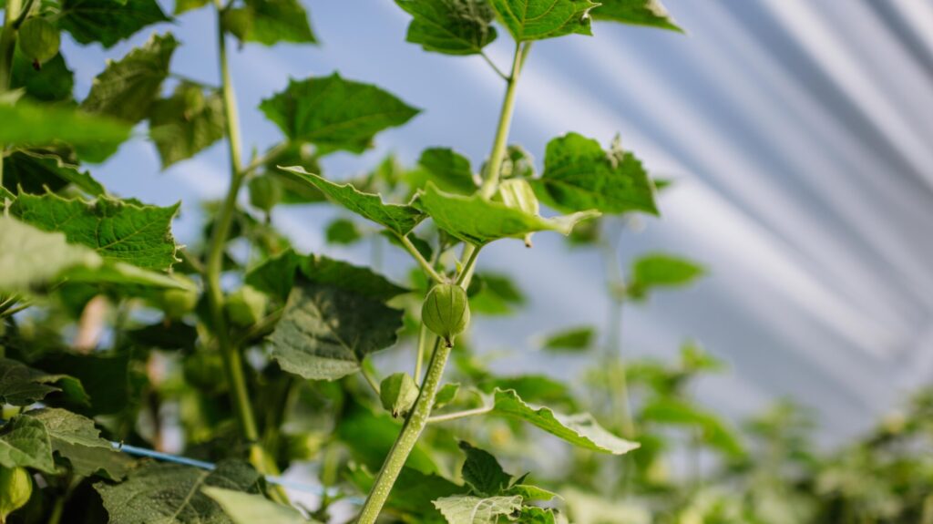 Physalis an der Tunneldecke
