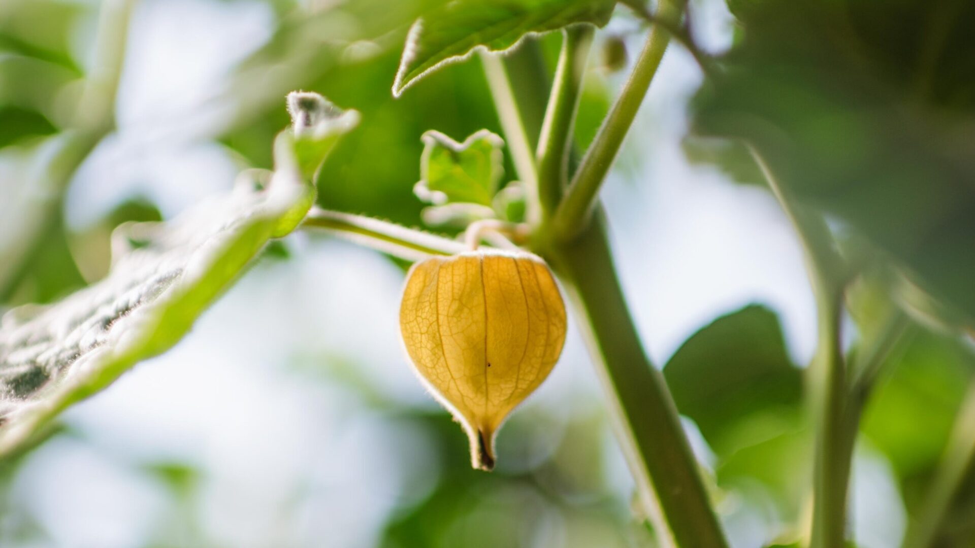 Physalis an der Pflanze